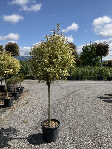 Lemn cainesc "Excelsum Superbum" pomisor / Ligustrum japonicum "Excelsum Superbum"/ - Gradina Noastra