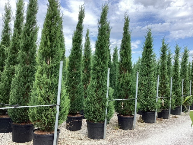 Chiparos leylandii "2001" / x Cupressocyparis leylandii "2001 - Pyramidalis" /