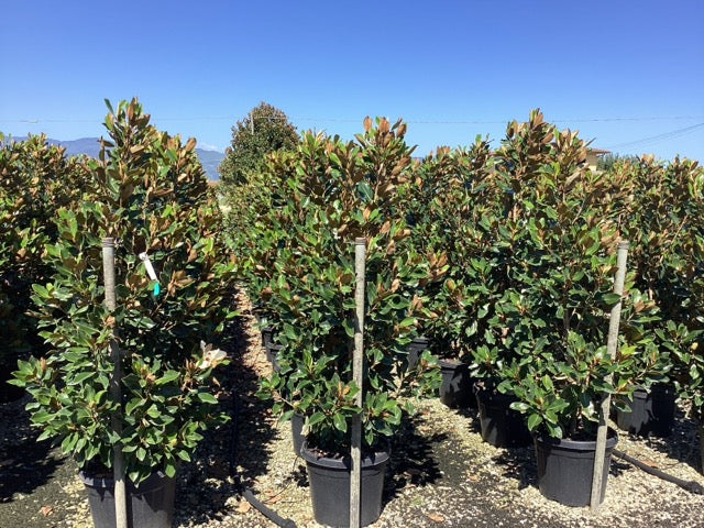 Magnolia vesnic verde "Little Gem" / Magnolia grandiflora "Little Gem" - Gradina Noastra