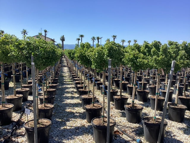 Arborele pagodelor "Mariken" / Ginko biloba "Mariken" /