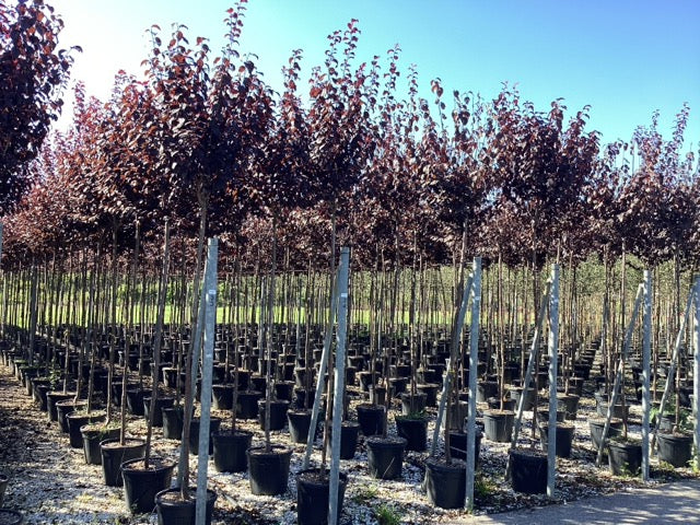 Corcodus rosu "Pissardii" arbore / Prunus cerasifera "Pisardii" /