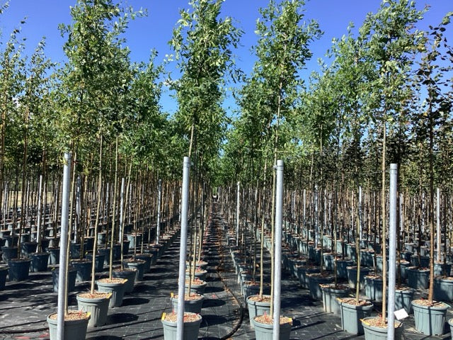 Stejar pedunculat / Quercus robur / - Gradina Noastra