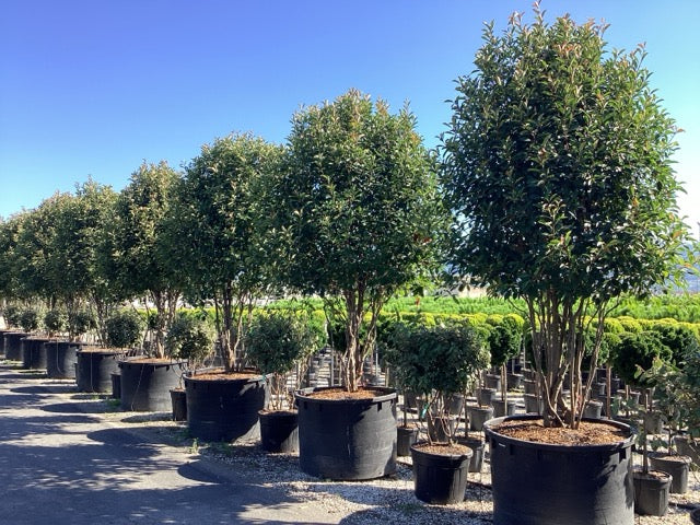 Photinia "Red Robin" Multitulpinala / Photinia serrulata "Red Robin" / - Gradina Noastra