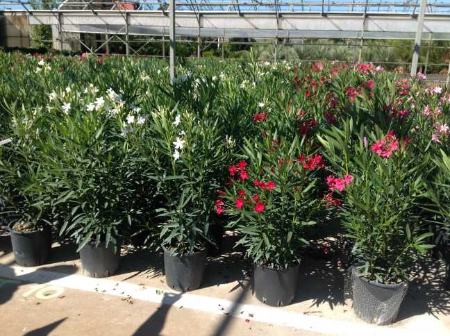Leandru tufa diferite culori / Nerium oleander/ - Gradina Noastra