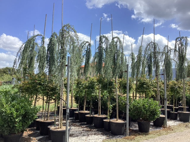 Cedru argintiu curgator arbore / Cedrus atlantica "Glauca Pendula" / by gradina-noastra