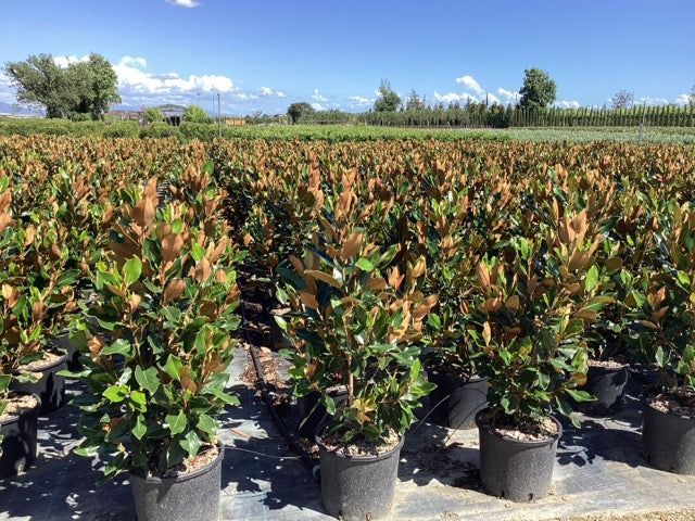 Magnolia vesnic verde "Little Gem" / Magnolia grandiflora "Little Gem" - Gradina Noastra
