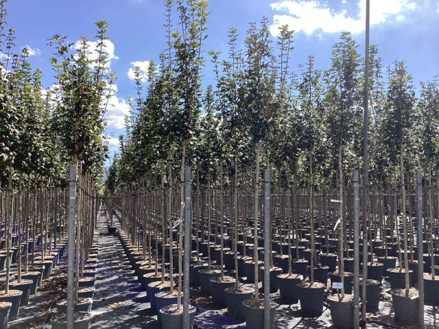 Artar "Queen Elisabeth&