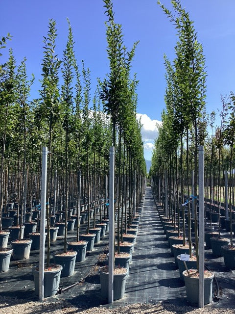 Carpen "Ornage Retz" arbore / Carpinus betulus "Ornage Retz"/ by gradina-noastra