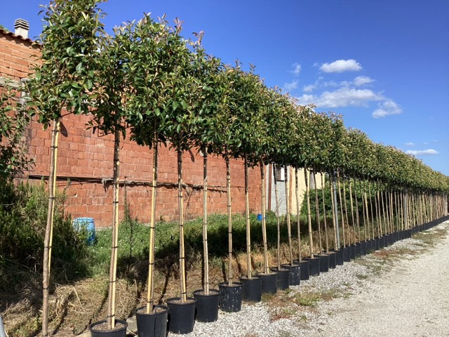 Photinia "Red Robin" palier pe trunchi / Photinia serrulata "Red Robin" /