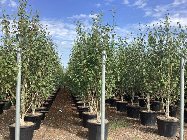 Mesteacan multitulpinal "Doorenbos" / Betula utilis "Doorenbos"/ - Gradina Noastra
