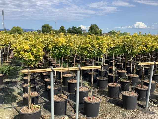 Salba japoneza" Elegant Aureus " pomisor / Euonymus jap. "Elegant Aureus"/ - Gradina Noastra