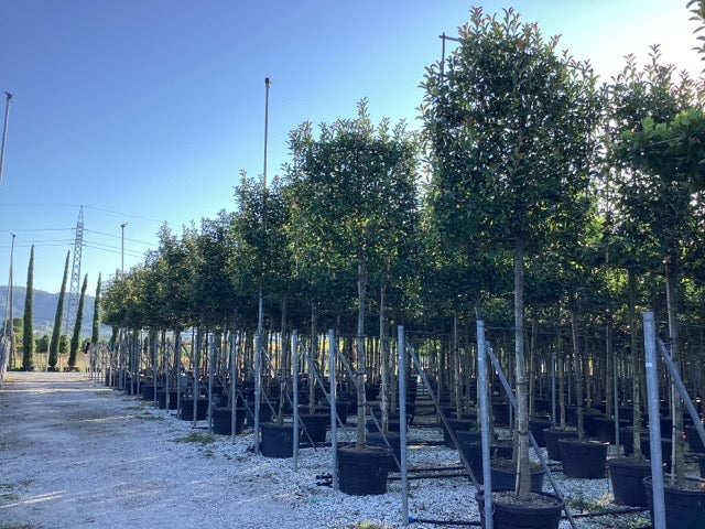 Photinia "Red Robin" palier pe trunchi / Photinia serrulata "Red Robin" /