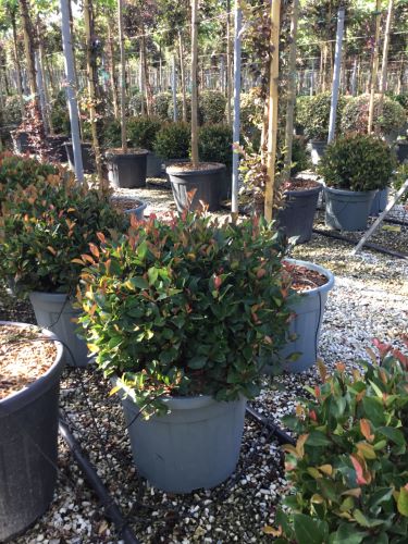 Photinia "Carre Rouge" minge / Photinia x fraseri "Carre Rouge"/