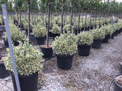 Salba japoneza" Elegant Aureus" - "Bravo" minge / Euonymus jap. "Elegant Aureus"/