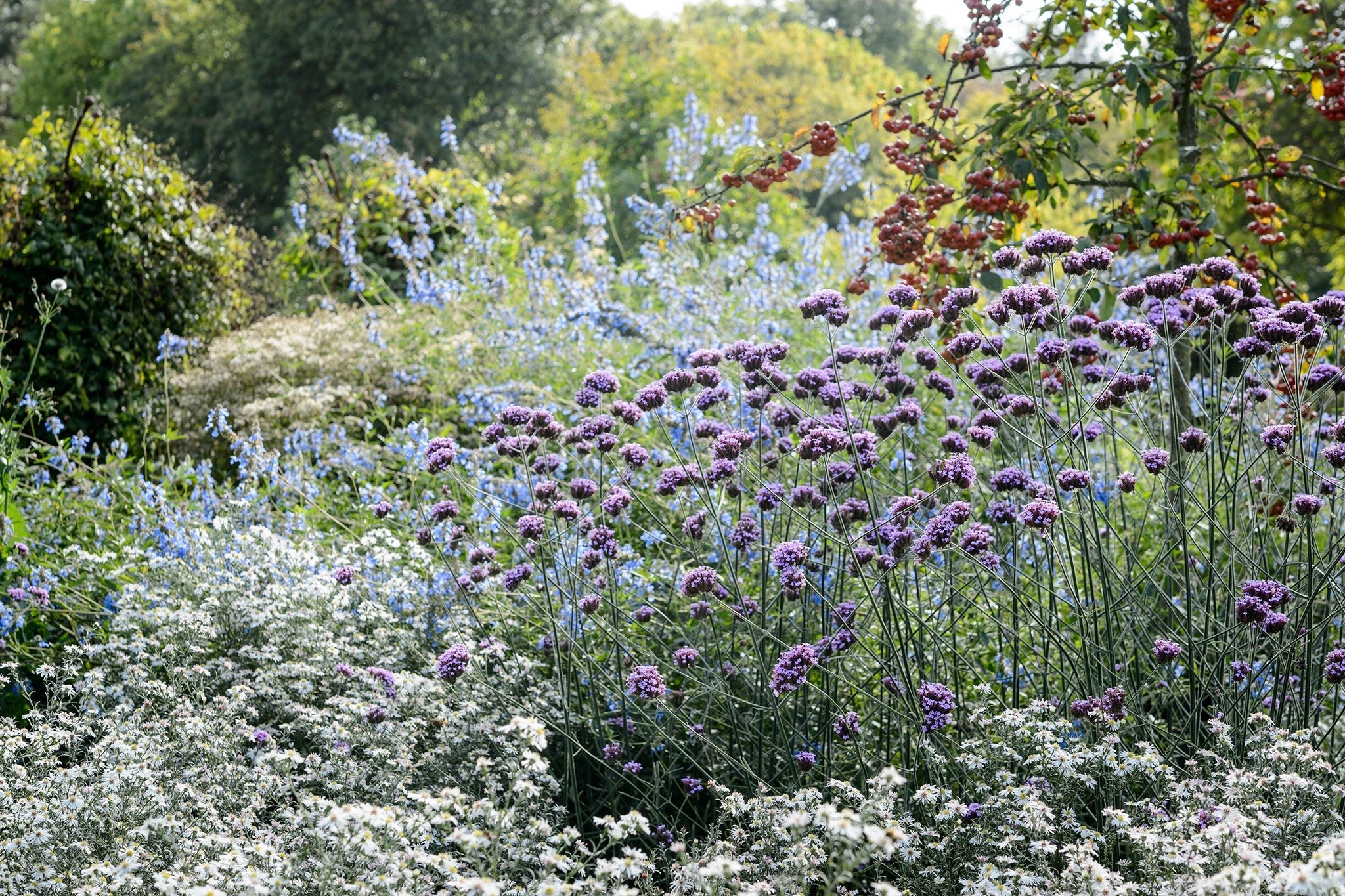 Verbena bonariensis 0.30 - 0.40 m by Gradina Noastra