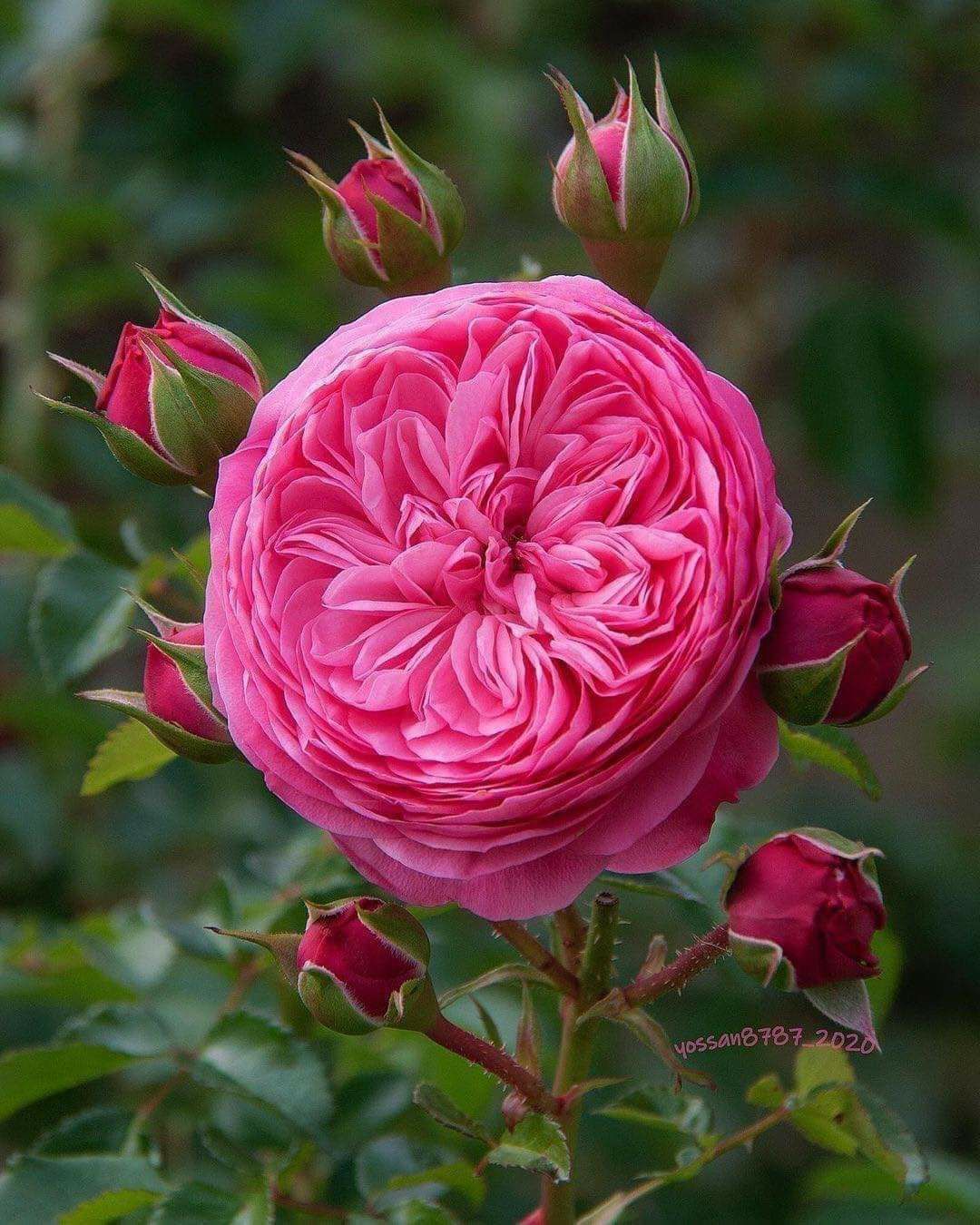 Trandafir pe picior "Leonardo Da Vinci" 1.20 - 1.30 m (Rosa "Leonardo Da Vinci" by Gradina Noastra