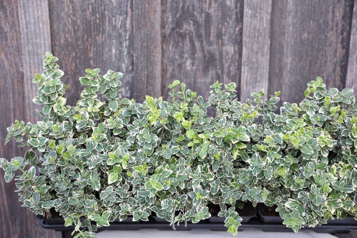 Salba japoneza „Emerald Gaiety” / Euonymus fortunei „Emerald Gaiety” /