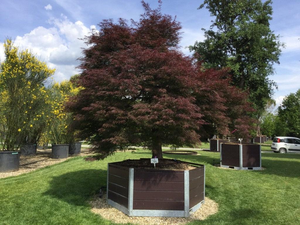 Artar japonez "Inaba Shidare" 1.20 - 1.40 m / Acer palmatum dissectum "Inaba Shidare"/ gradina-noastra