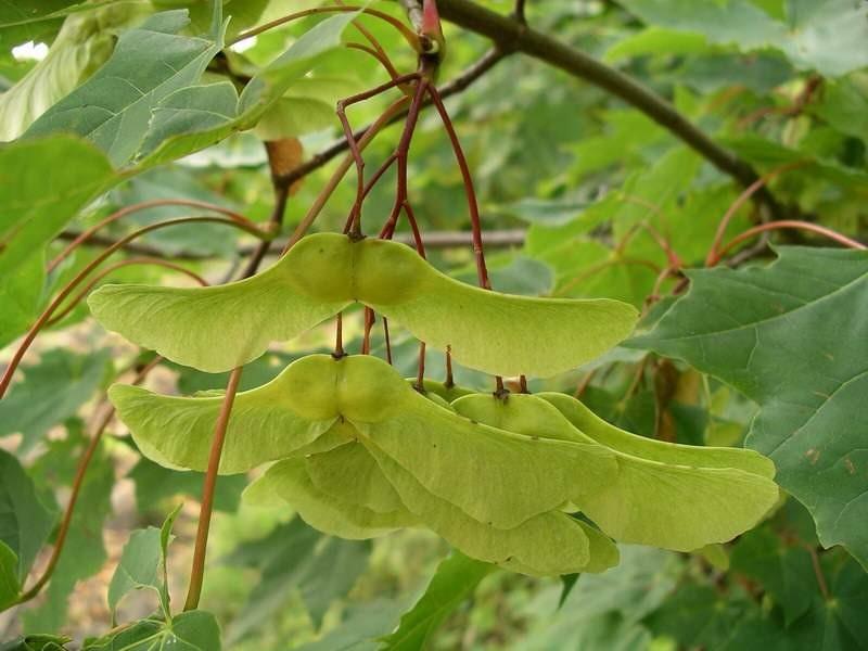 Paltin de munte 3.00 m / Acer pseudoplatanus / gradina-noastra