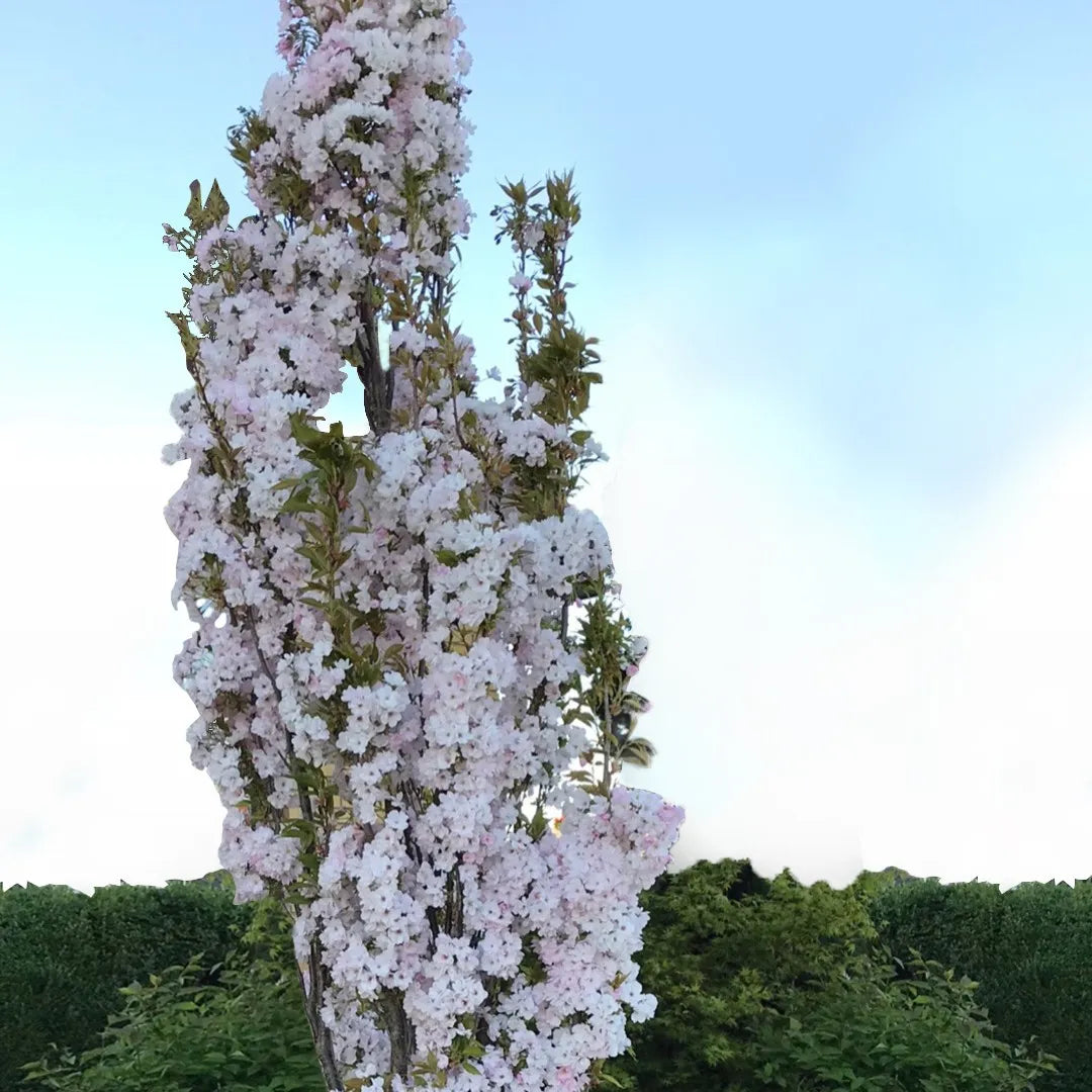 Cires japonez "Amanogawa" 2.00 - 2.50 m / Prunus serrulata "Amanogawa" / by gradina-noastra