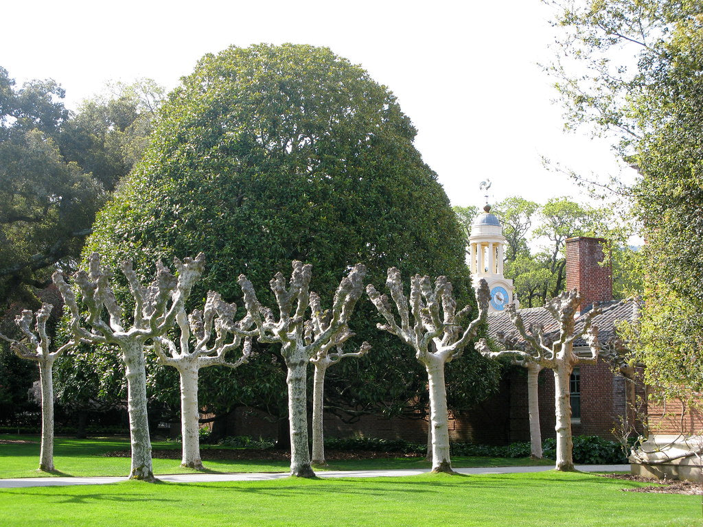 Platan / Platanus x acerifolia / - Gradina Noastra