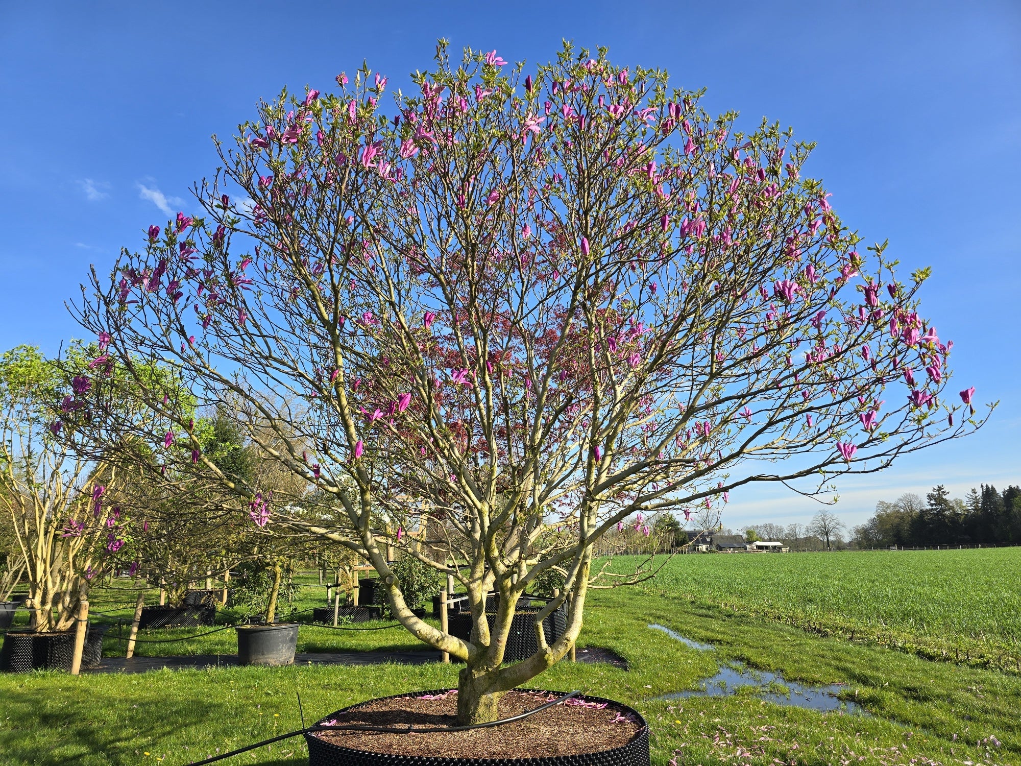 Magnolia "Susan" / Magnolia "Susan"/