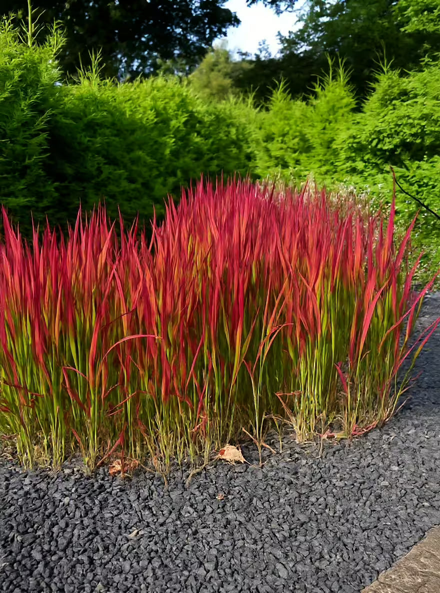 Imperata "Red Baron" / Imperata cylindrica "Red Baron"/ - Gradina Noastra