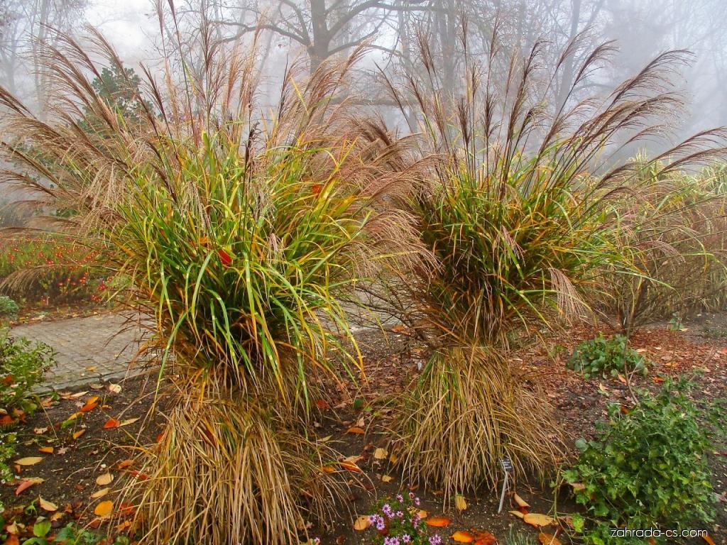 Iarba elefantului "Punktchen" 0.20 - 0.30 m / Miscanthus sinensis "Punktchen" / by gradina-noastra