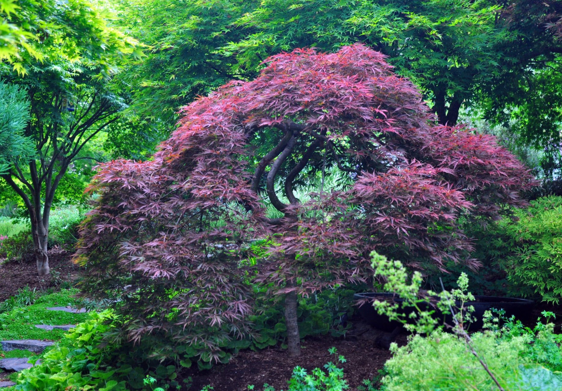 Artar japonez "Inaba Shidare" / Acer palmatum dissectum "Inaba Shidare"/ - Gradina Noastra