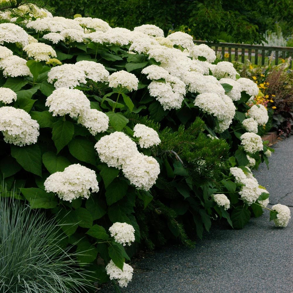 Hortensia "Strong Annabelle" 0.20 - 0.30 m / Hydrangea arborescens "Strong Annabelle"/ by gradina-noastra