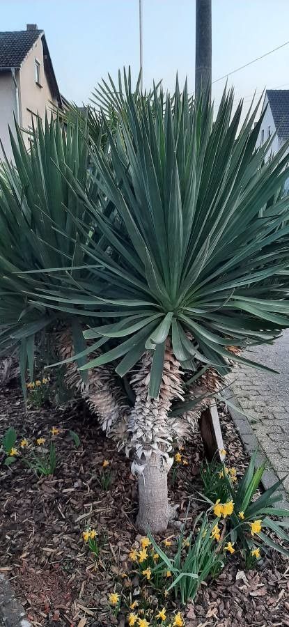 Yucca gloriosa 0.80 - 1.00 m / Yucca gloriosa / by gradina-noastra