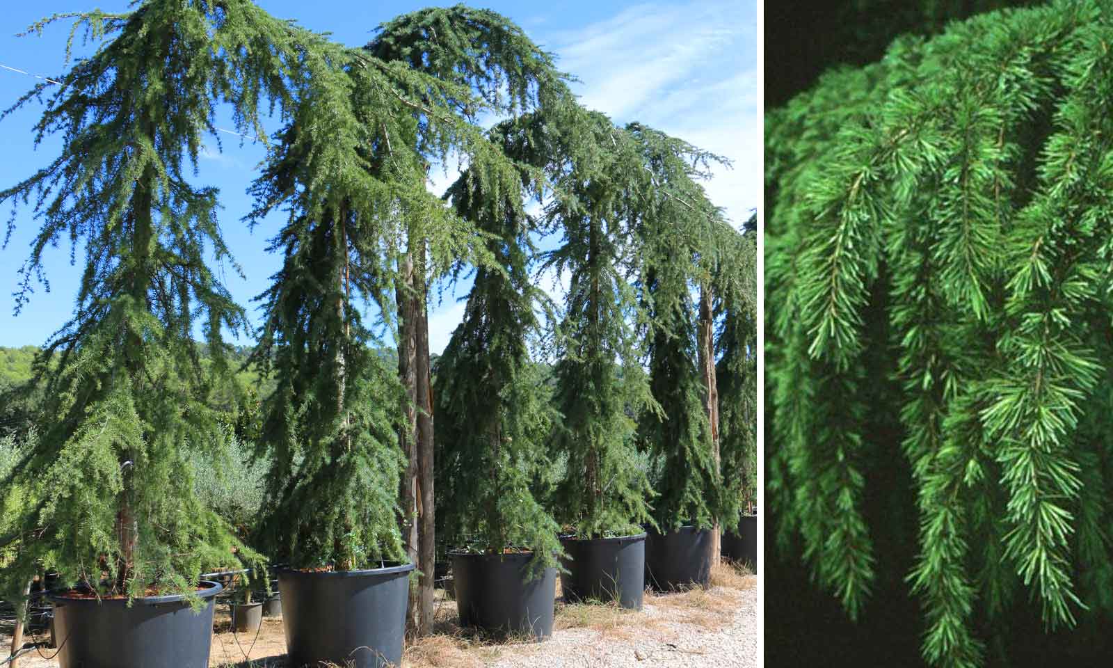 Cedru de Himalaya pendul / Cedrus deodara "Pendula" /
