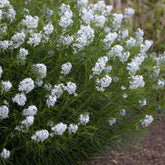 Amsonia hubrichtii 0.10 - 0.20 m înflorire albă, plantă perenă ornamentală pentru grădină – PlantShop