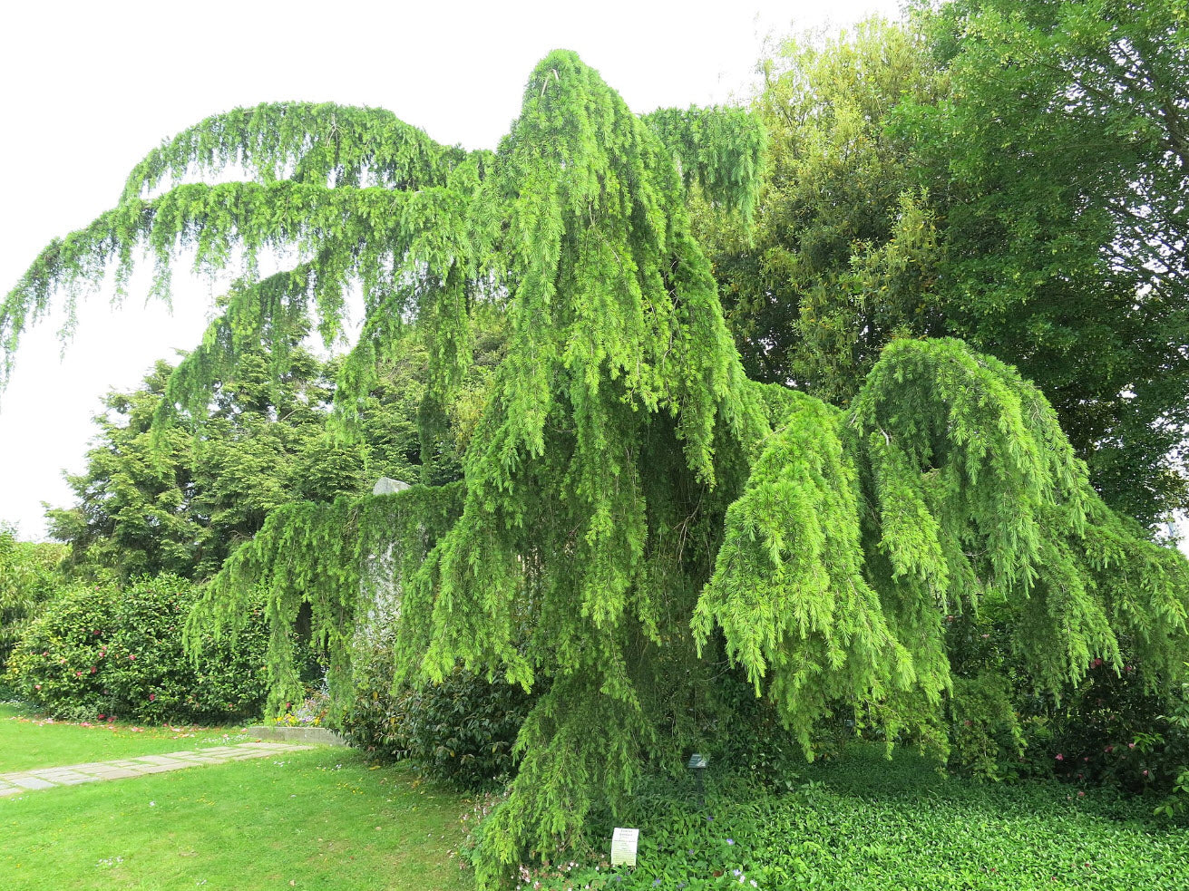 Cedru de Himalaya pendul 2.20 - 2.50 m / Cedrus deodara "Pendula" / by gradina-noastra