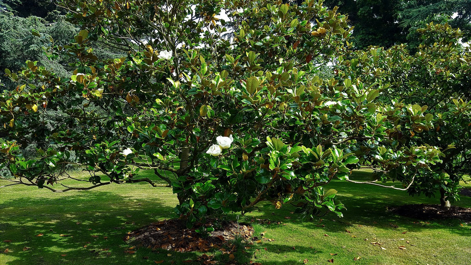 Magnolia vesnic verde "Goliath" / Magnolia grandiflora "Goliath" by gradina-noastra