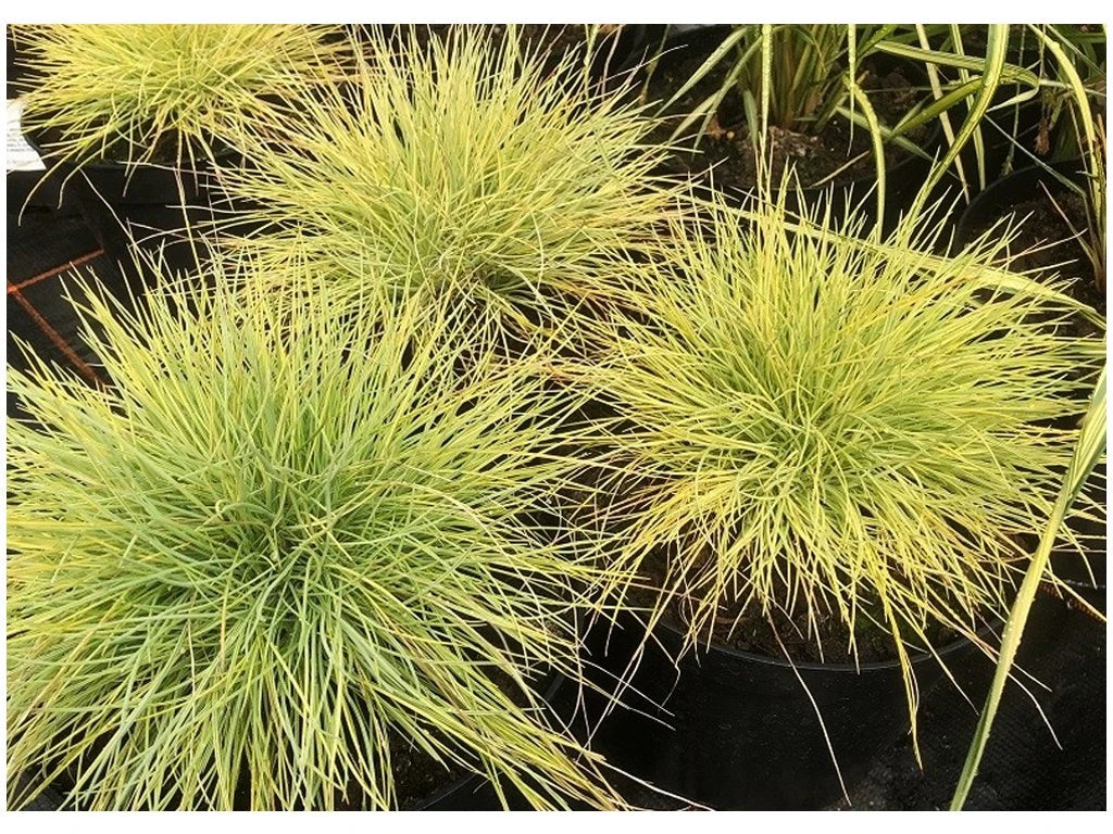Iarbă albastră "Ami Gold" / Festuca glauca "Ami Gold"/ - Gradina Noastra