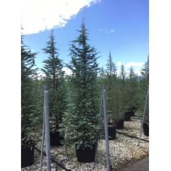 Cedru de Himalaya "Bush Electra" 2.00 - 2.50 m / Cedrus deodora "Bush Electra" / by gradina-noastra