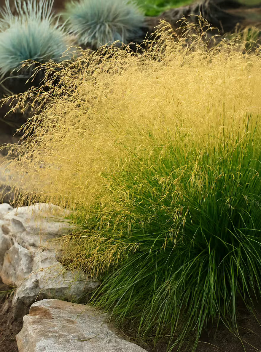 Deschampsia cespitosa "Goldtau" - Gradina Noastra