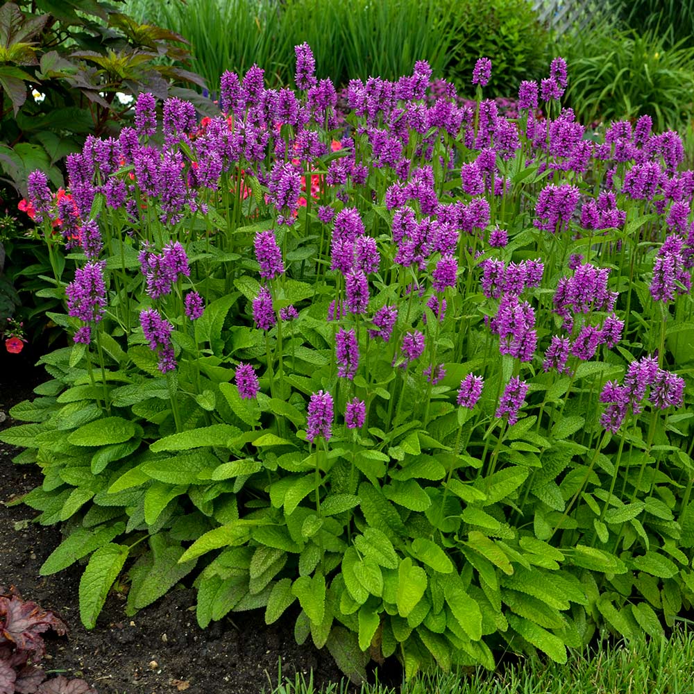 Stachys monieri "Hummelo" - Gradina Noastra