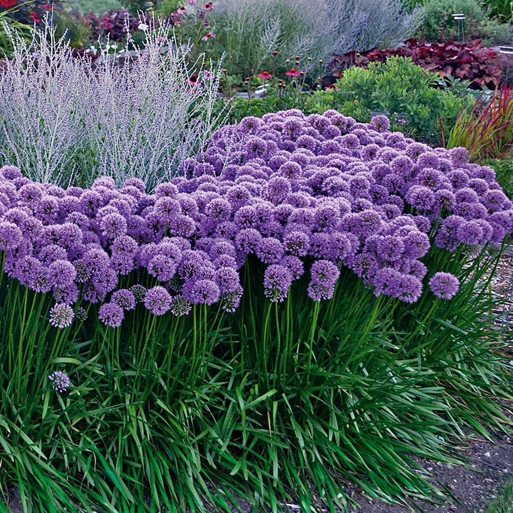 Allium"Millenium" 0.10 - 0.20 m by Gradina Noastra