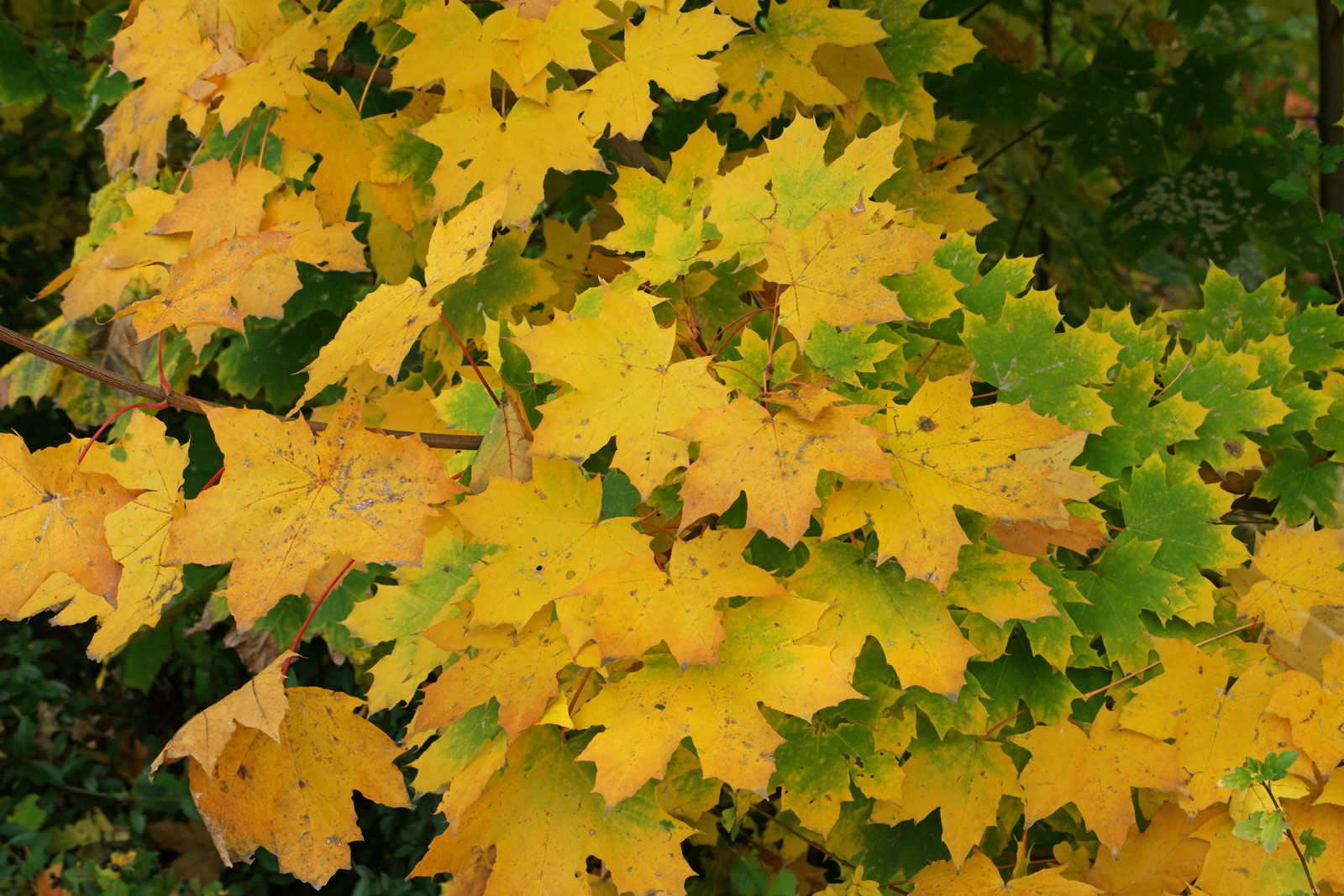 Artar / Paltin de camp / Acer platanoides / - Gradina Noastra