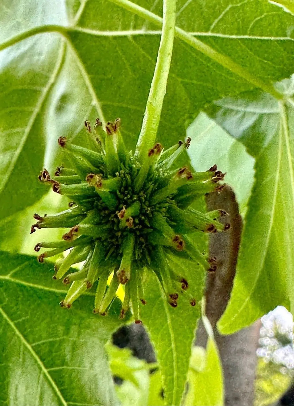 Arborele de guma / Liquidambar styraciflua / - Gradina Noastra