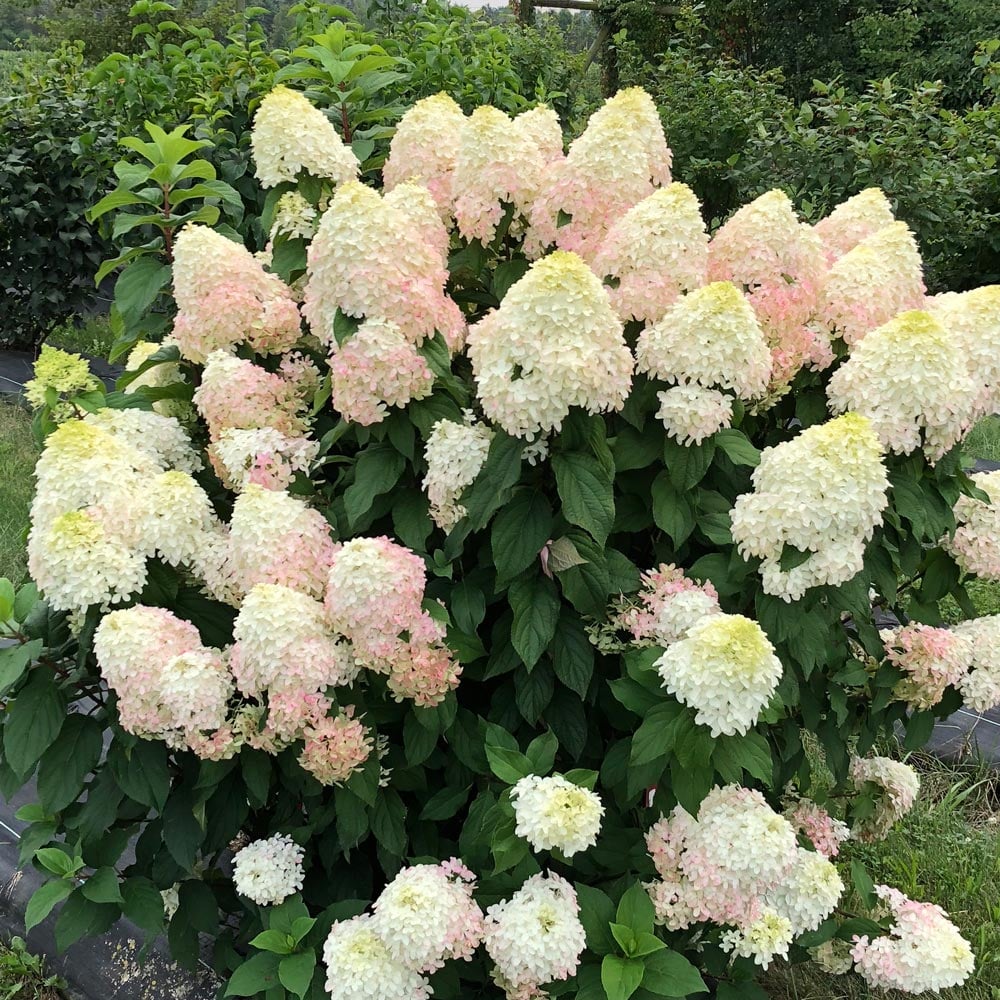 Hortensia paniculata "Quick Fire Fab"/ Hydrangea paniculata "Quick Fire Fab"/