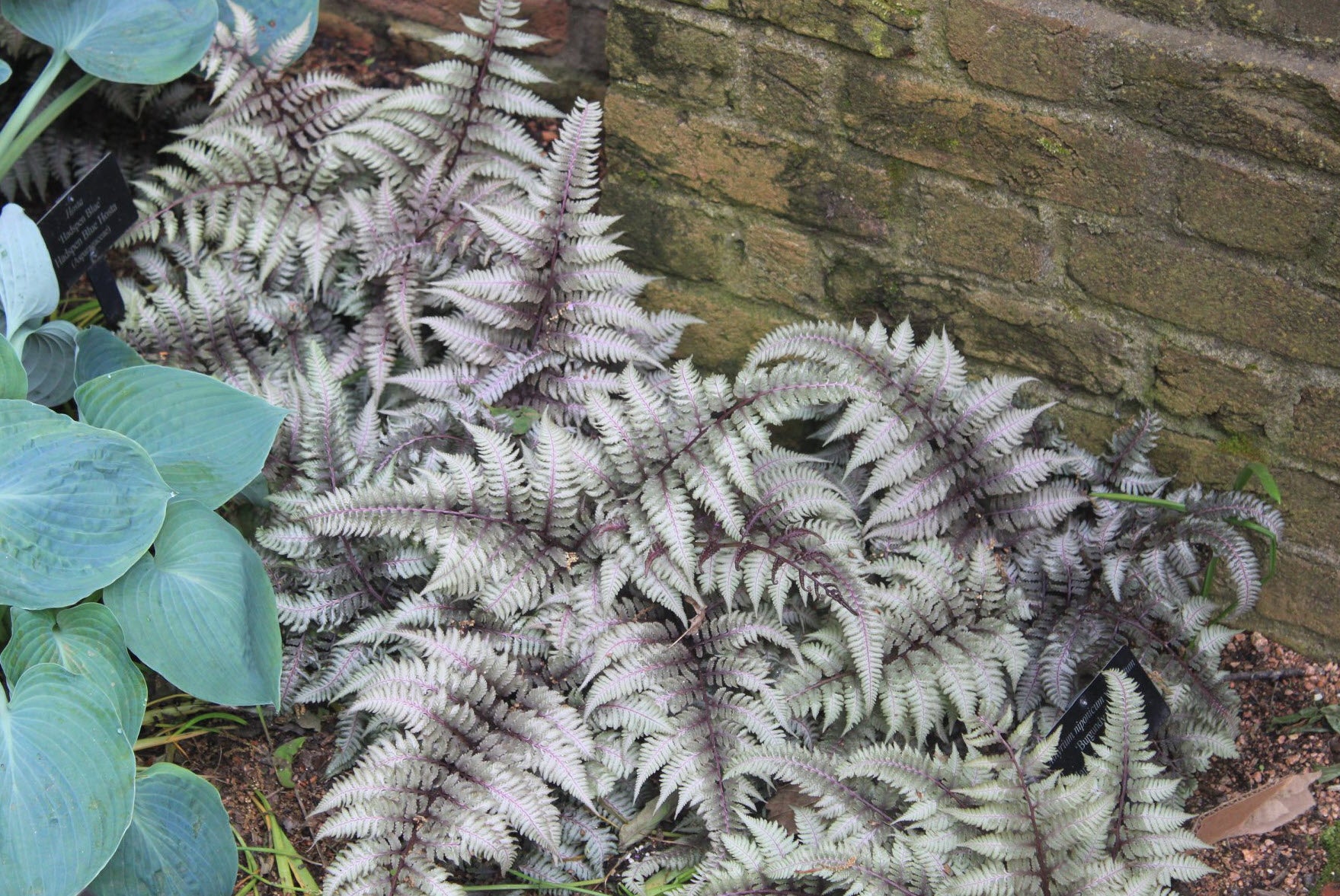 Athyrium niponicum "Burgundy Lace"