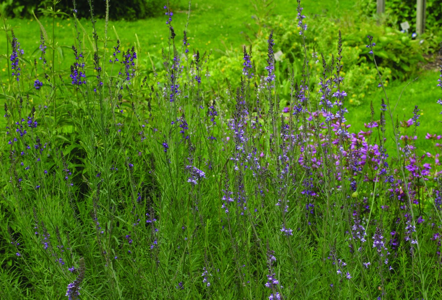 Linaria purpurea by Gradina Noastra