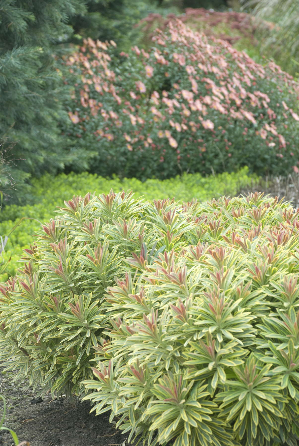 Euphorbia "Ascot Rainbow" by Gradina Noastra