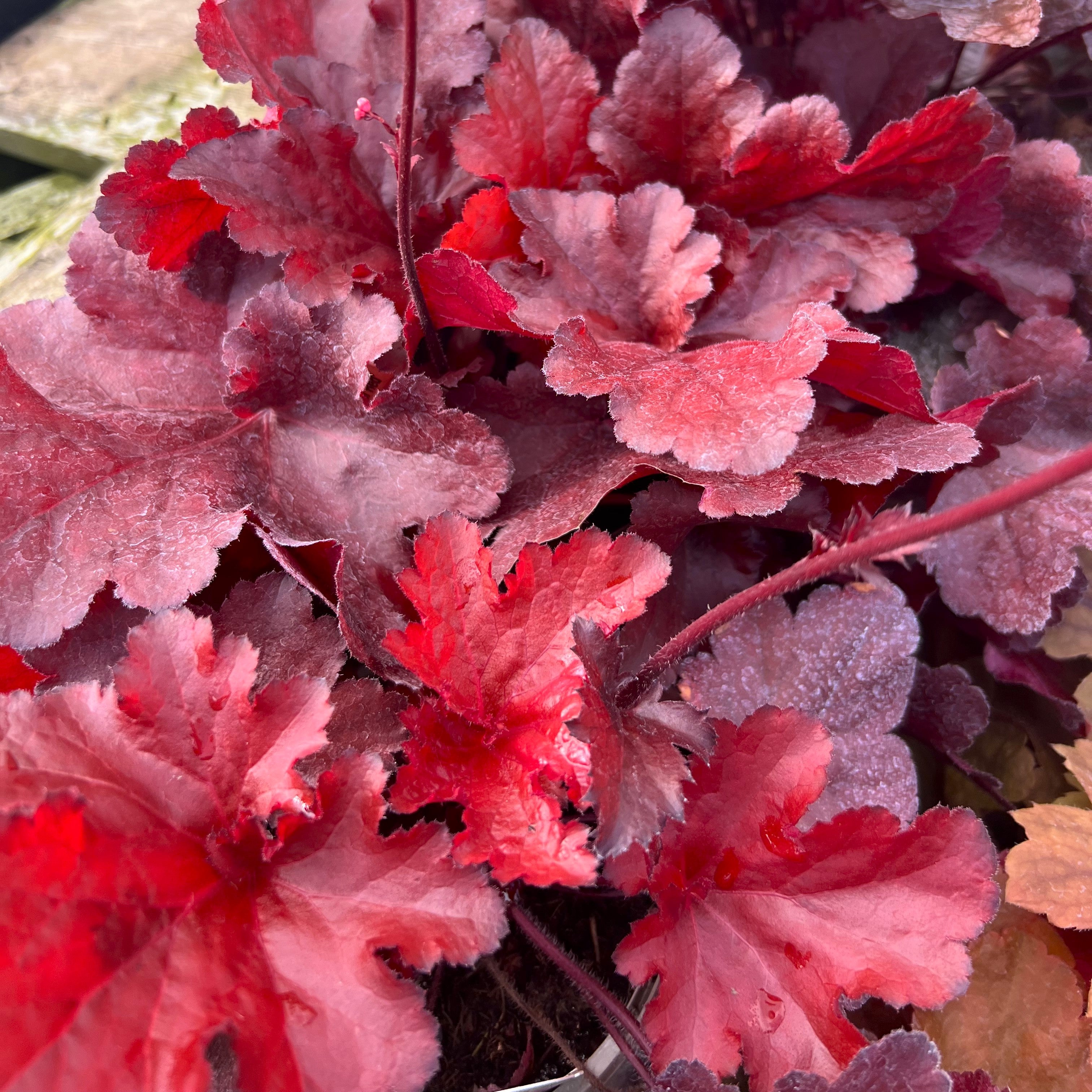Heuchera "Forever Red " - Gradina Noastra