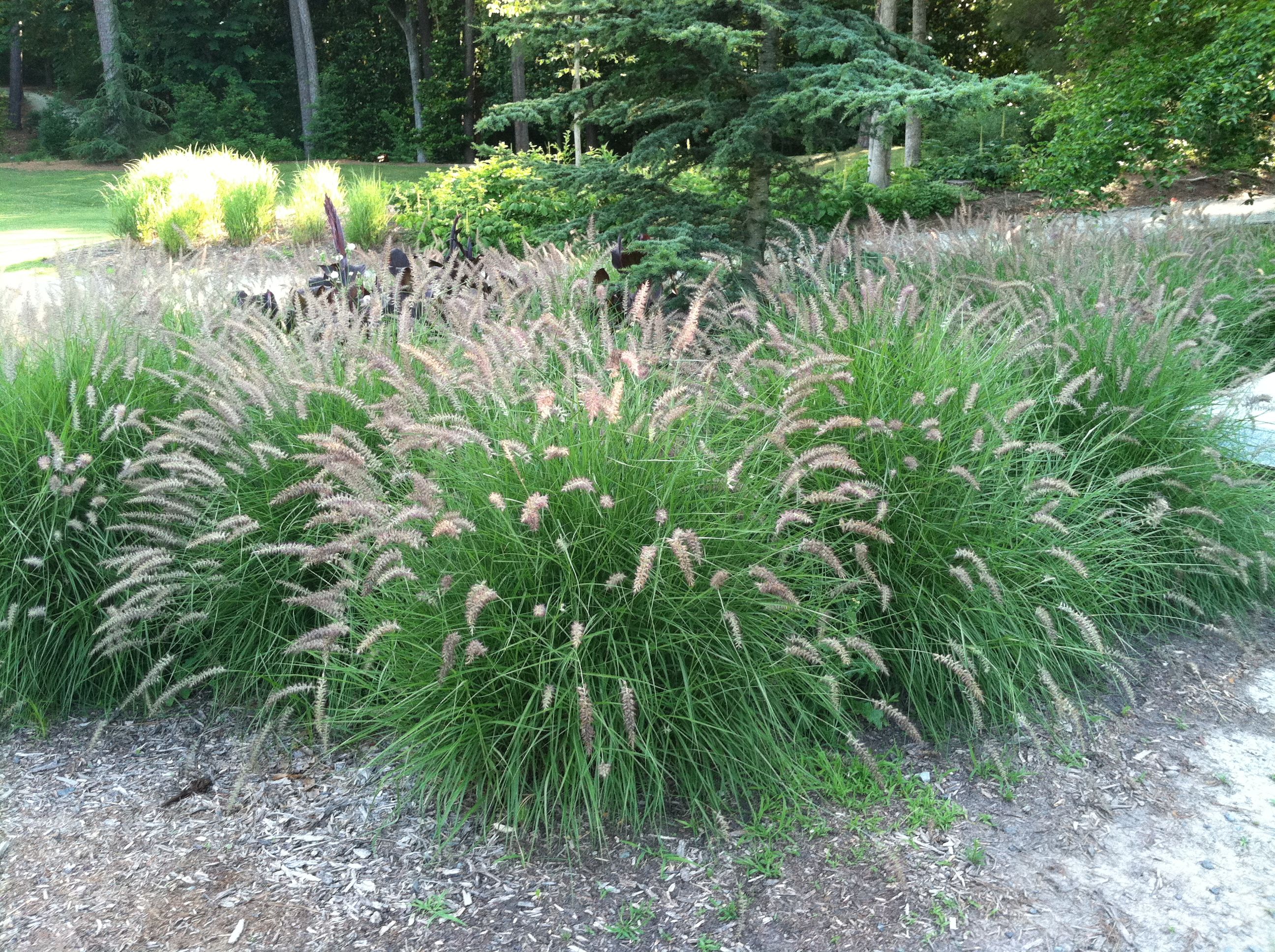 Pennisetum orientale "Karley Rose" by gradina-noastra