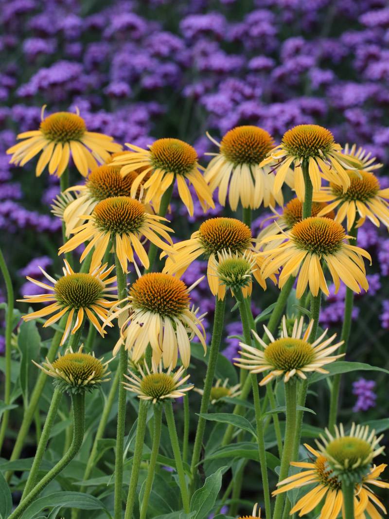 Echinacea purp. "Harvest Moon" - Gradina Noastra