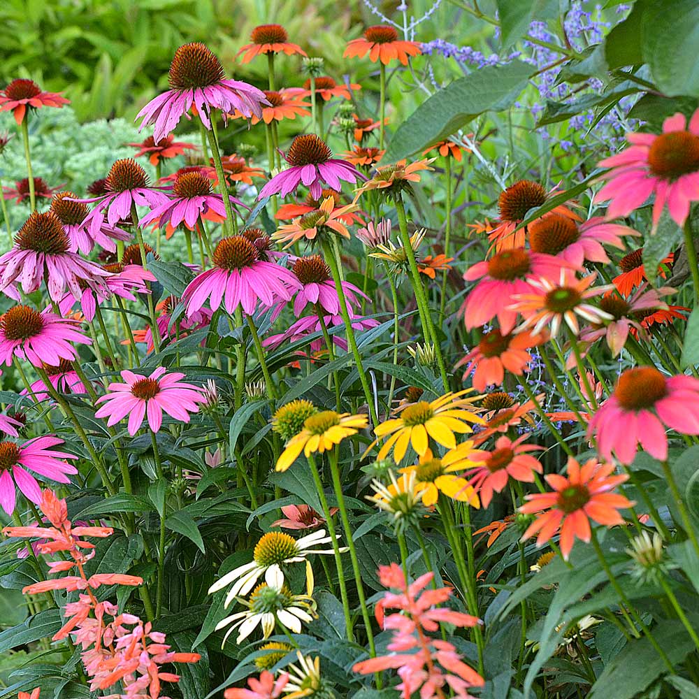 Echinacea purp. "Cheyenne Spirit" - Gradina Noastra